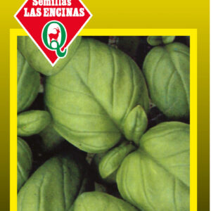 Albahaca Hoja Ancha