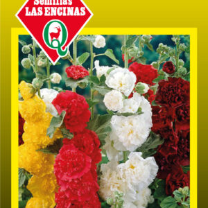 Alcea Rosea