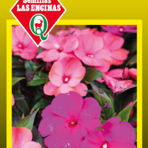 Alegría del Hogar (Impatiens)