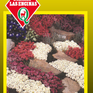 Alyssum