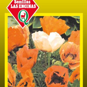 Amapola