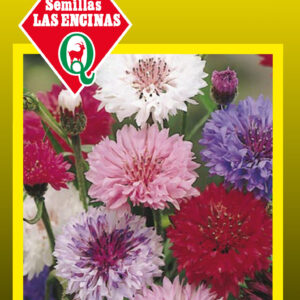 Centaurea