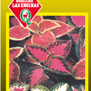 Coleus