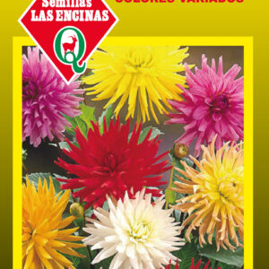 Dalia Cactus