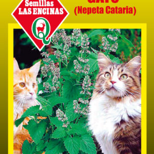 Hierba del gato