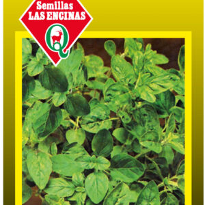 Oregano
