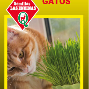 Pasto para gato
