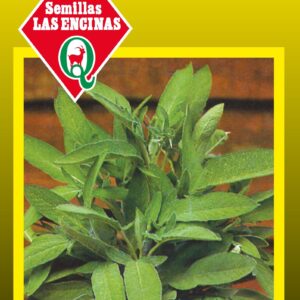 Salvia Medicinal