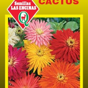 Zinnia Cactus